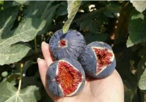 آغاز برداشت انجیر سیاه خفر