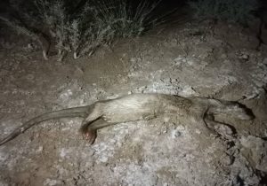 کشف لاشه شنگ اوراسیایی در جنوب فارس به ثبت یک گونه نادر جانوری انجامید