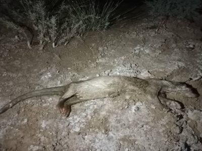 کشف لاشه شنگ اوراسیایی در جنوب فارس به ثبت یک گونه نادر جانوری انجامید