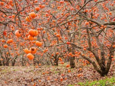 آغاز برداشت خرمالو از ۸۵ هکتار باغ‌های استهبان