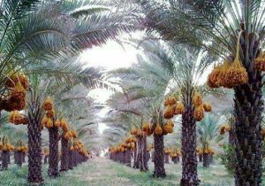 برداشت خرما از ۲ هزار و ۷۰۰ هکتار نخلستان‌های خنج
