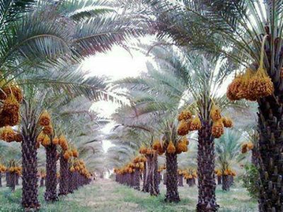 برداشت خرما از ۲ هزار و ۷۰۰ هکتار نخلستانهای خنج