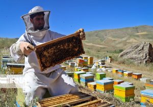 آغاز برداشت عسل در بختگان