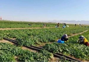 پایان برداشت خیار سبز از مزارع صیفی سرچهان 