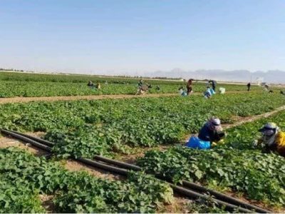پایان برداشت خیار سبز از مزارع صیفی سرچهان