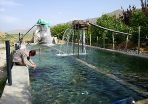 رهاسازی ۷ هزار قطعه بچهماهی در استخرهای کشاورزی جهرم
