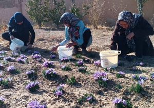 آغاز برداشت زعفران در آباده