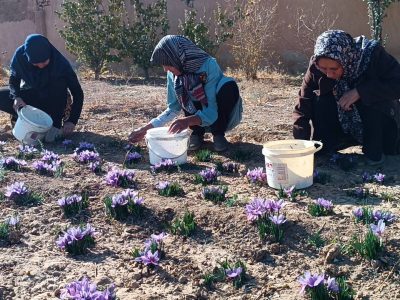 آغاز برداشت زعفران در آباده