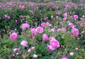 پیشبینی برداشت ۶۰ تن گل محمدی از گلستانهای استهبان