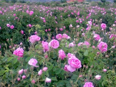 پیشبینی برداشت ۶۰ تن گل محمدی از گلستانهای استهبان