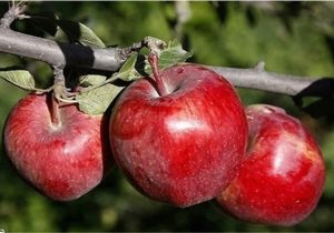 برداشت ۲۷۰ هزار تن سیب پاییزه در قطب کشاورزی فارس