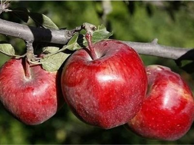 برداشت ۲۷۰ هزار تن سیب پاییزه در قطب کشاورزی فارس