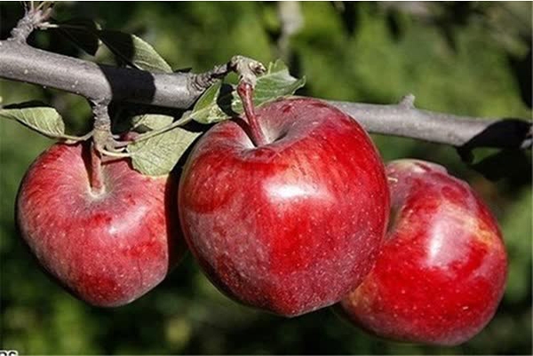برداشت ۲۷۰ هزار تن سیب پاییزه در قطب کشاورزی فارس